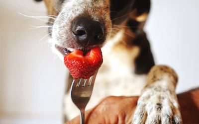 Quels fruits & légumes donner à son chien ?