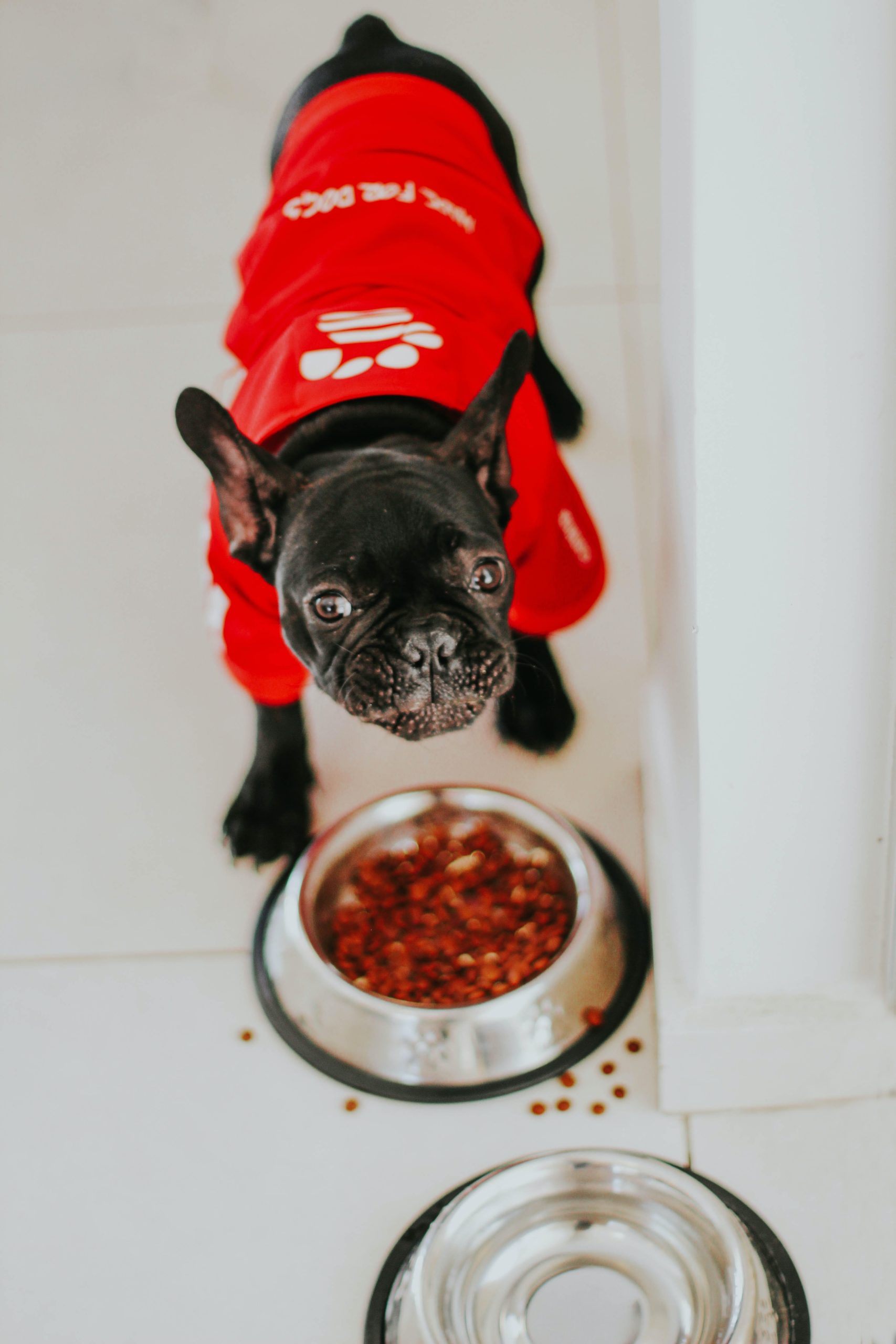 L'alimentation naturelle du chien L'alimentation naturelle du chien